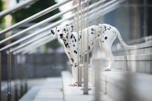 DSC_8493web